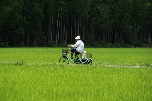 伊原美代子《みさおとふくまる》2011 ⒸMiyoko Ihara　田んぼの間を三輪自転車で走っていくみさおさんを少し離れたところから撮影した写真。ふくまるはリアかごの中でお座り、カメラの方を真っすぐ見つめている。