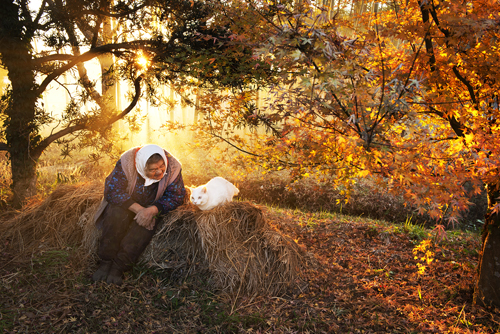 伊原美代子《みさおとふくまる》2012 ⒸMiyoko Ihara　伊原さんが最も好きな作品で、秋の日差しがふりそそぐ紅葉の中の一人と一匹。干し草の山のようなところに腰掛けたふたりの背後から温かなオレンジの日差しがふりそそぐ。みさおさんはふくまるの顔を見つめている