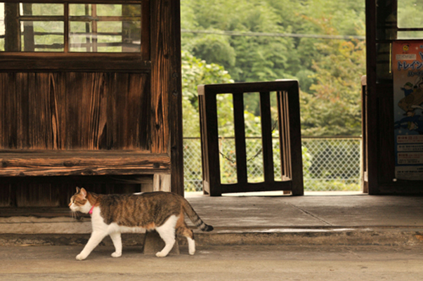 中井精也〈ねこ鉄〉より《わたらせ渓谷鐵道 上神梅駅》2009年　ⒸSeiya Nakai